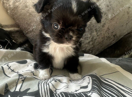 Stunning Longcoat tiny black and white male kc reg