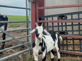 Anglo Nubian x Pygmy wether