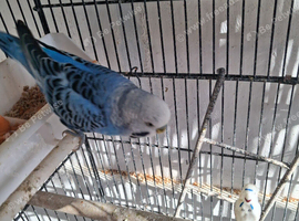 Budgies