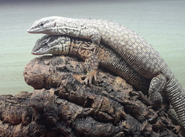 1.1 pair of Yellow Ackie Monitors