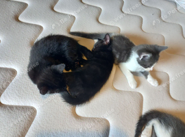 Kittens for sale