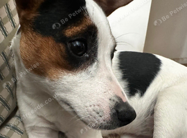 Jack Russell 9 month old female