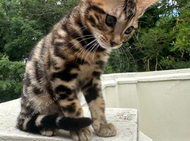 Pure bengal kitten male