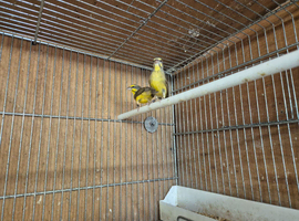 Finches canarys doves parakeets