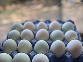 Indian runner duck eggs