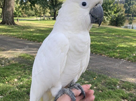 Hand tame sulphra crested cockatoo