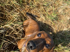 Miniature dachshund