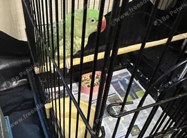 Hi for sale my Alaxsanadrine parrot female  green with big black cage opening top with Accsosries