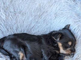 Yorkie puppy