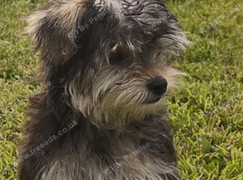 2 female yorkies ready for their forever home
