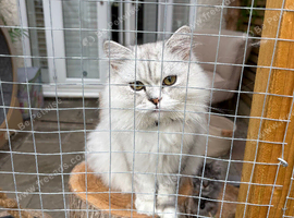 Longhaired Persian Chinchilla kitten male