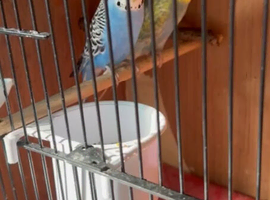 Pair of breeding budgies