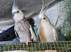 Budgies