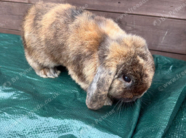 Male mini lop for sale