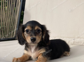 Miniature dachshund puppies