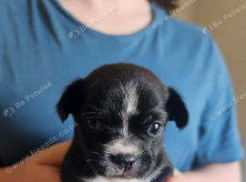 Chihuahua puppies