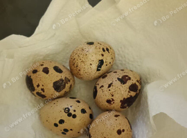 Quail eggs