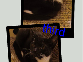 tuxedo kittens
