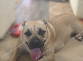 Mastiff english