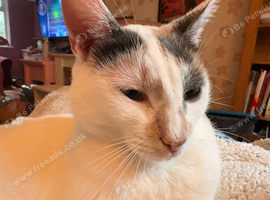 Beautiful Calico girl
