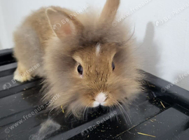 Baby rabbits ready now