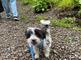 Lhasa lapso cross puppy