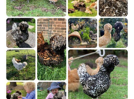 Polish Bantam Frizzle & Smooth Chicks & Eggs
