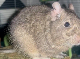2 male degu for sale