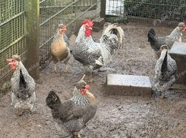 Cream Leg Bar Chickens