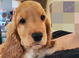 Kc registered show cocker spaniels