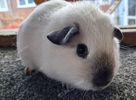 Himalayan Guinea Pig Female