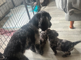 1 Merle girl. Left cockapoo