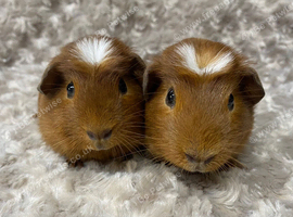 Beautiful Baby Brothers