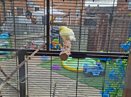 Yellow and white canarys