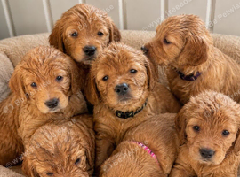 Fox red golden retriever pup boy RKC registered ready now