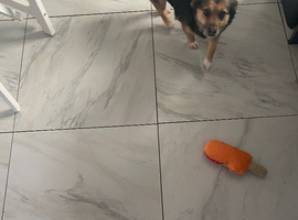 Mixed breed to rehome