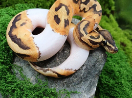 Baby Emoji Pied Royal Python