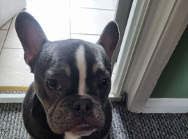 French/english bulldog puppy