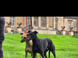 Black whippet  stud