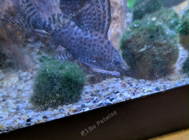 Featherfin catfish