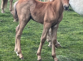 NF foals