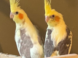 Parrot want,ed. cockatoo. African grey. Macaw&rsquo;s Large medium etc