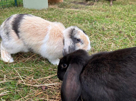 2 rabbits