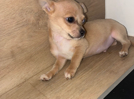 Boy chihuahua
