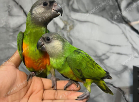 Friendly Baby HandReared Super Tame Cuddly Senegal Parrot,13