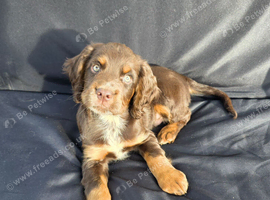 READY NOW KC Reg health tested working cocker spaniels