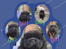 Chow chow puppies