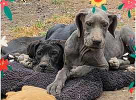 Great dane puppies for sale