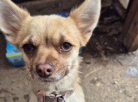 Smooth coat Chihuahua