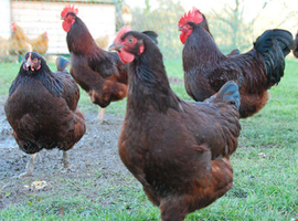 Rhode Island Red point of lay pullets